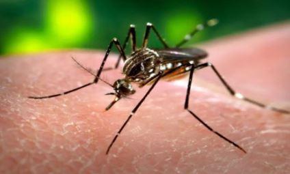 34 new dengue cases reported in Rawalpindi in last 24 hours
