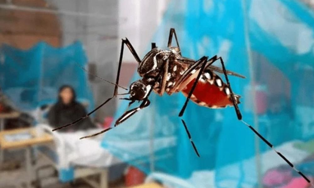 77 new dengue cases reported in KP