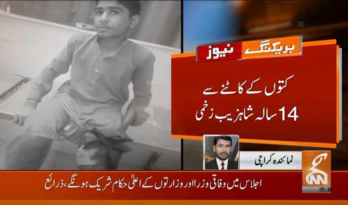 Stray dogs bite and injure 14-year-old boy in Karachi