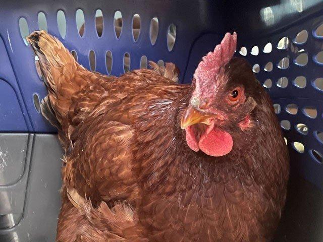 پینٹاگون  میں گھسنے والی مرغی نے  سیکیورٹی ادارے کے ملازمین کی دوڑیں لگوا دیں