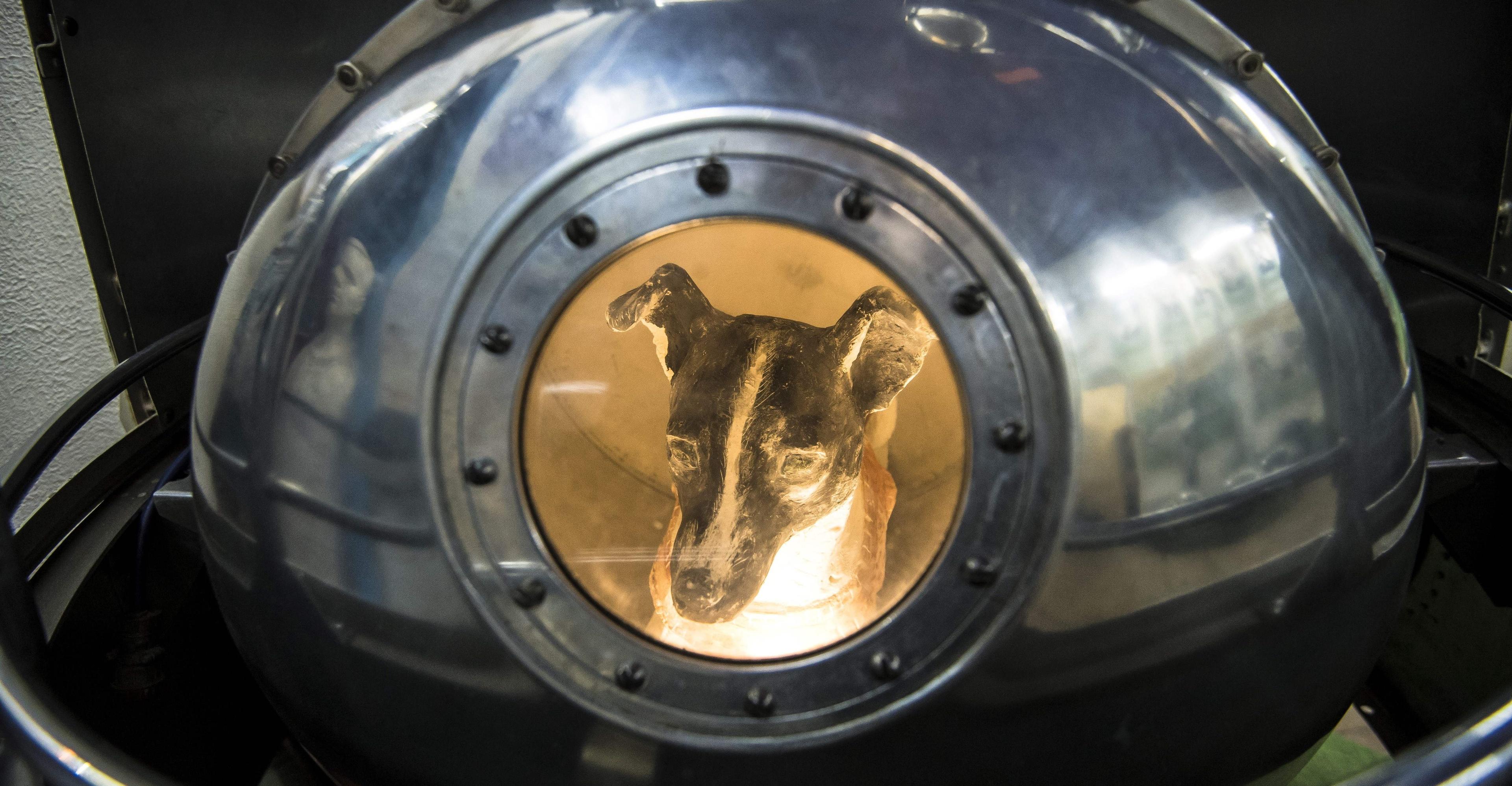 The tragedy of Laika, the first animal to orbit the earth