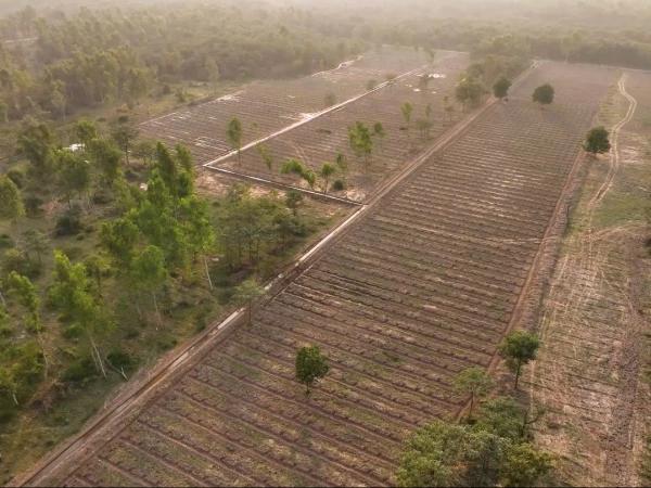 لاہور: اسموگ کے خاتمے کے لیے محکمہ فارسٹ  کی کرول جنگل میں دس ہزار پودوں کی شجرکاری