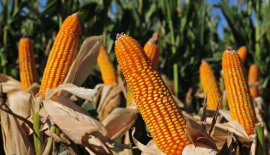 GM maize: Pakistan’s missed opportunity that can still transform agri-economy