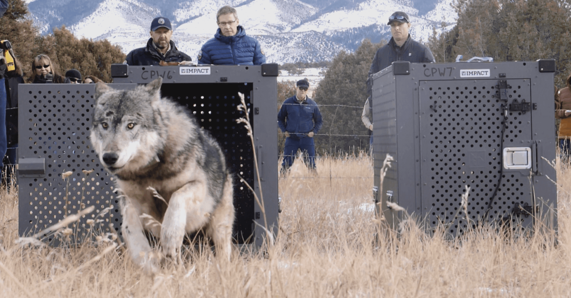 Colorado has wolves again for the first time in 80 years. Why are they dying?