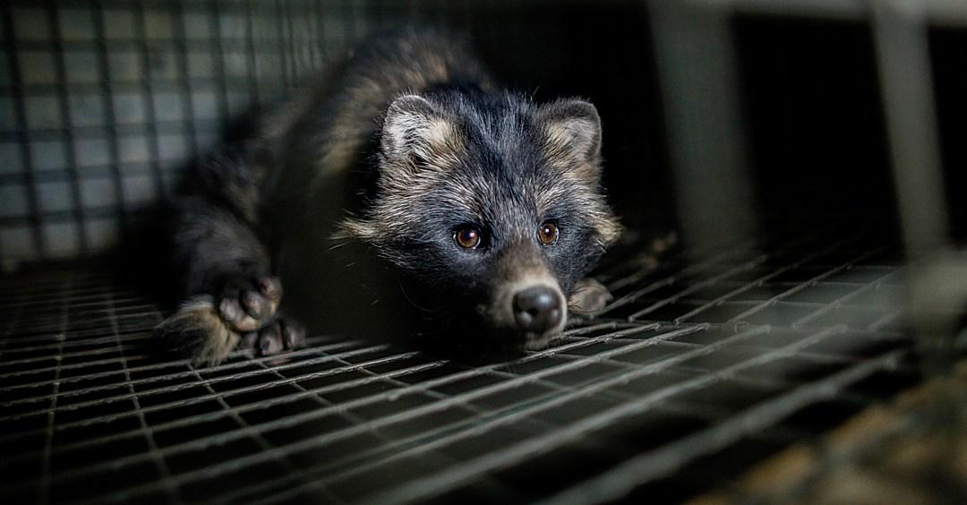 The end of fur just got a lot closer