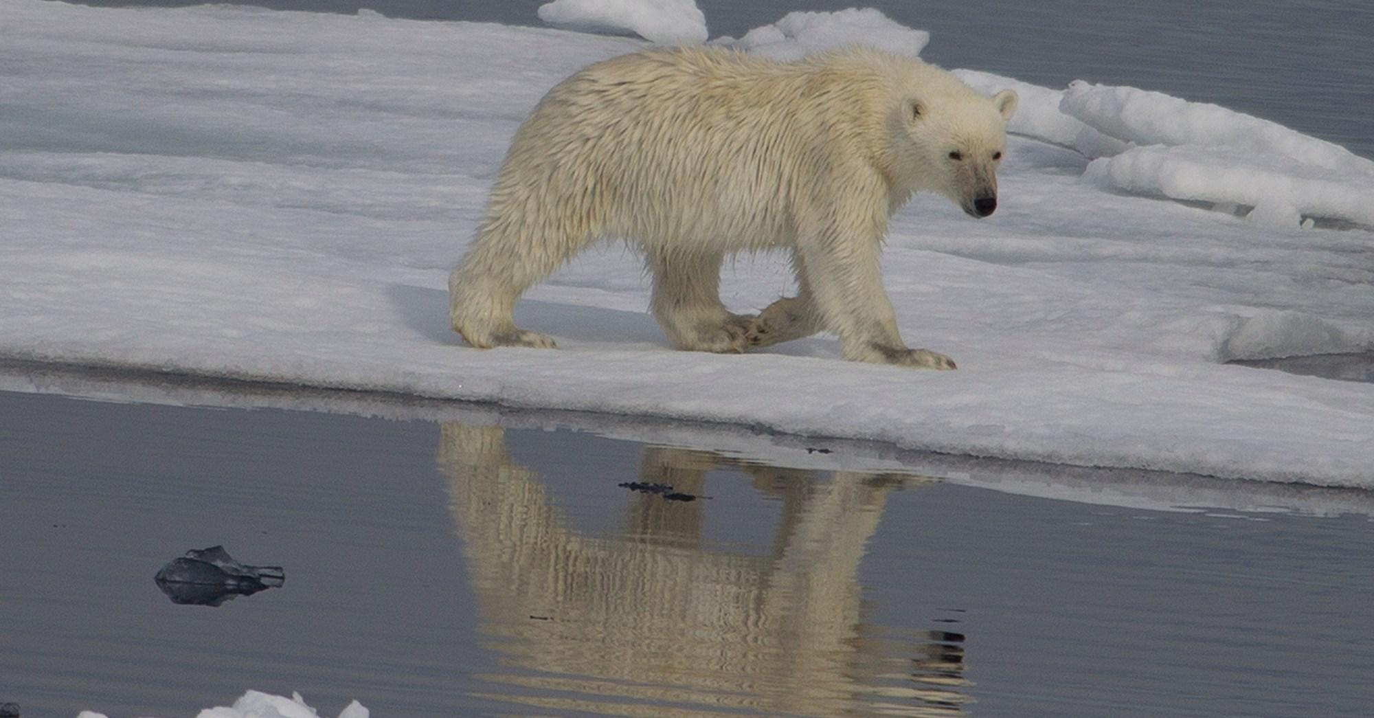 Climate change is rewriting polar bear DNA