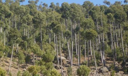 Forest (Amendment) Act 2025 enforced in Punjab