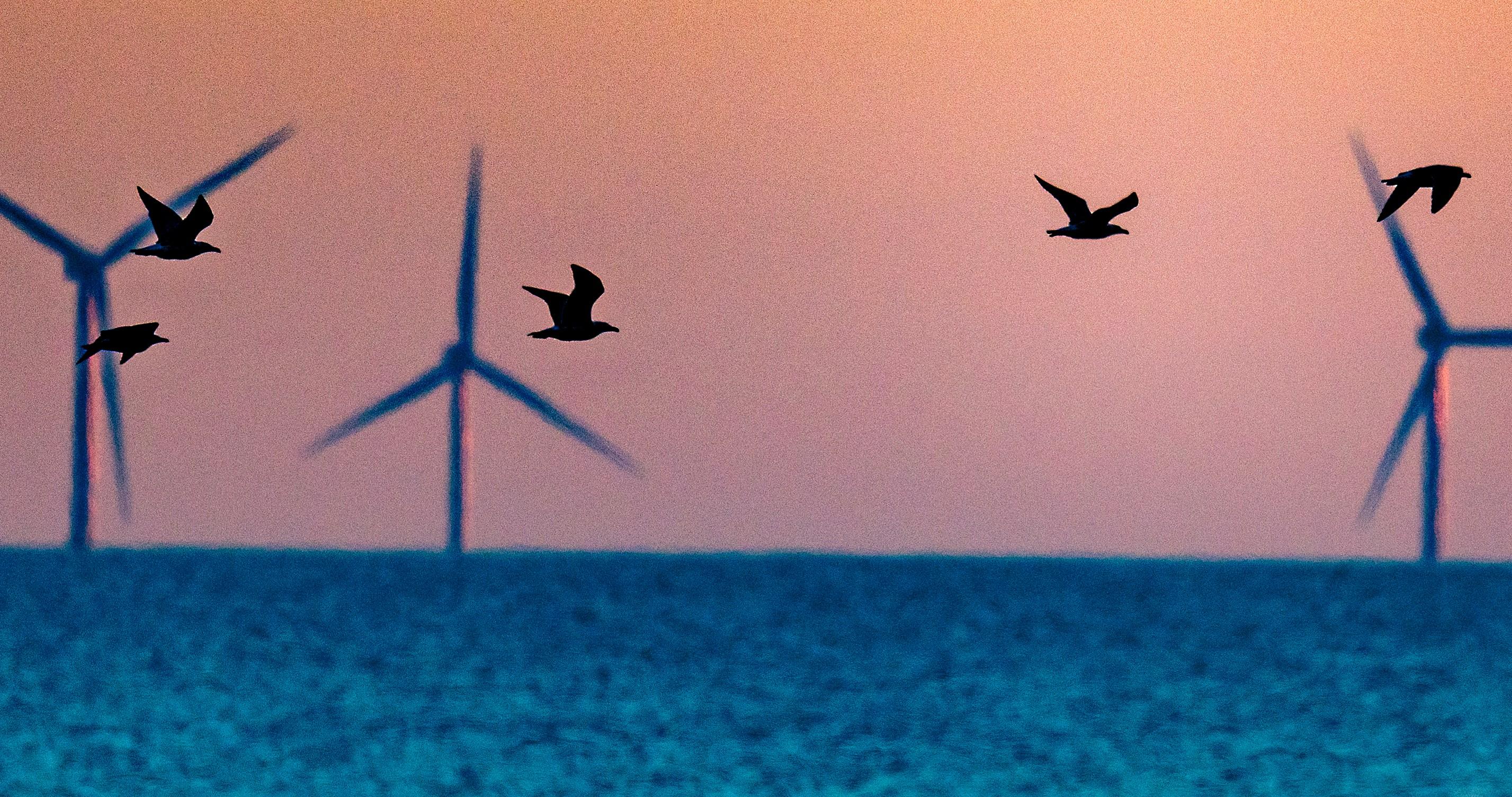 Trump’s war on windmills, briefly explained