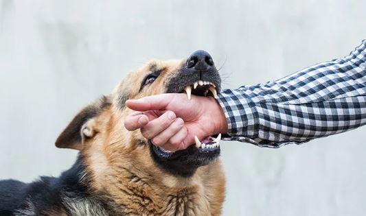 Boy dies of rabies at Karachi hospital