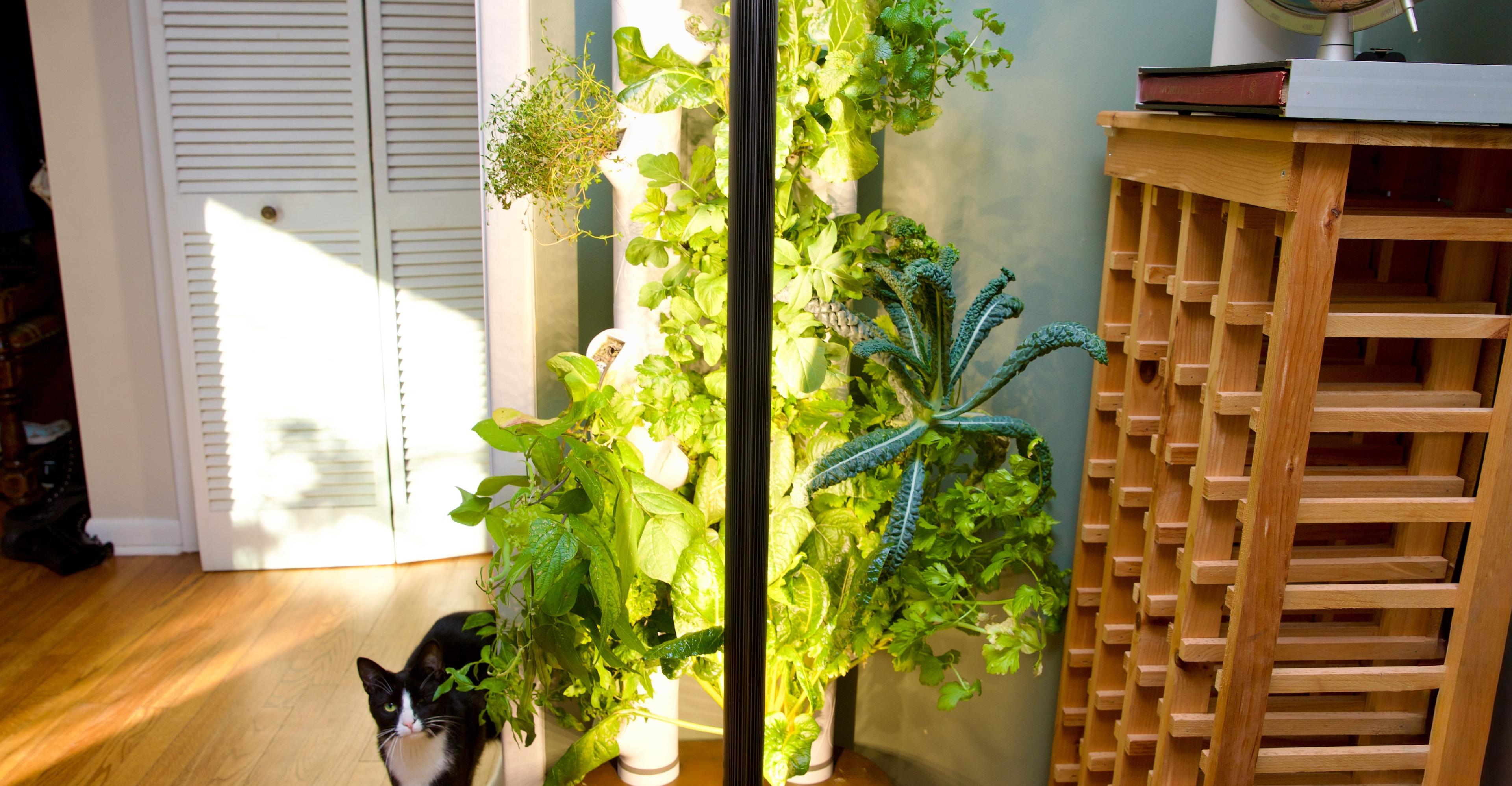This smart garden turned my black thumb green