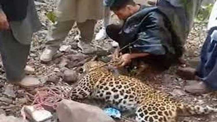 Another rare species of Leopard killed in Azad Kashmir