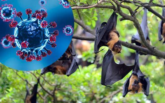 Deadly 'Nipah' virus outbreak in India raises alarm; 100 quarantined