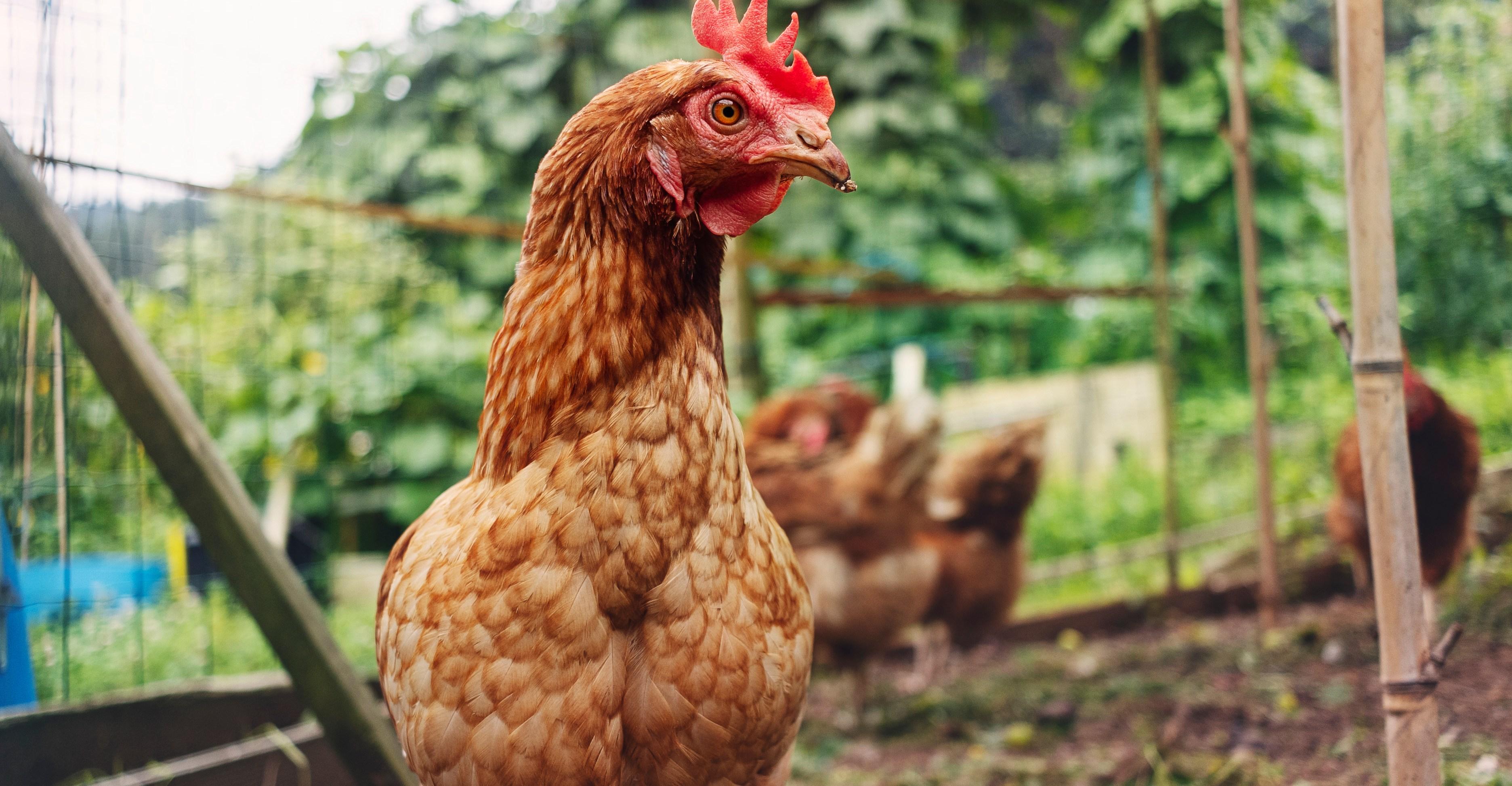 Why your kid is yelling “chicken banana”