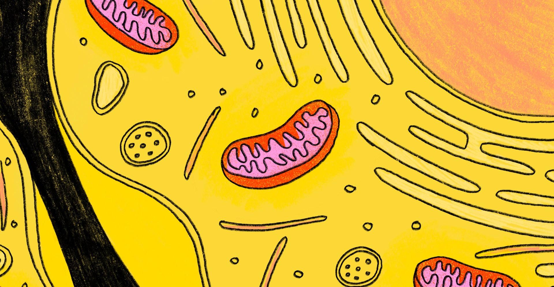 The next big thing in wellness is…mitochondria?