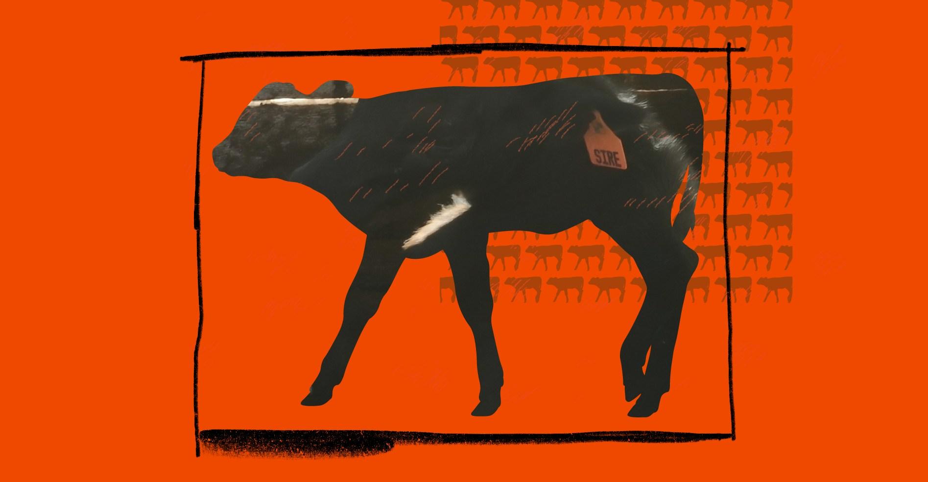 The giant loophole that lets Big Dairy keep baby cows in solitary confinement