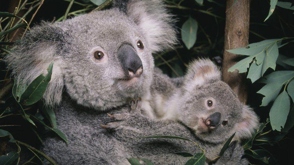 Australia designates koalas as endangered species