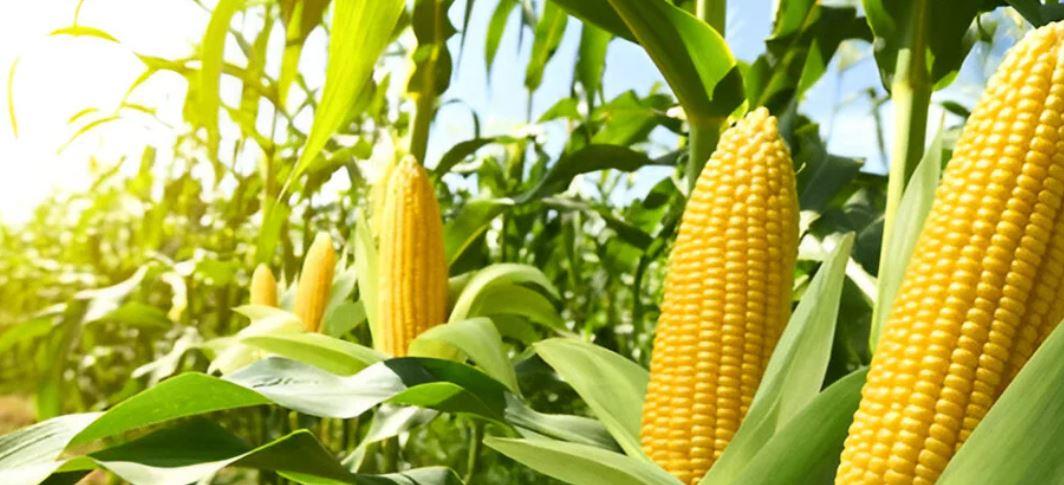 US-Iran conflict: How tensions are reshaping Pakistan’s food security?