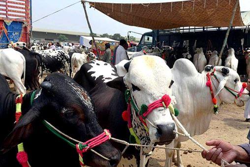 پاکستان میں پہلی بار لائیواسٹاک انشورنس اسکیم کا باقاعدہ آغاز