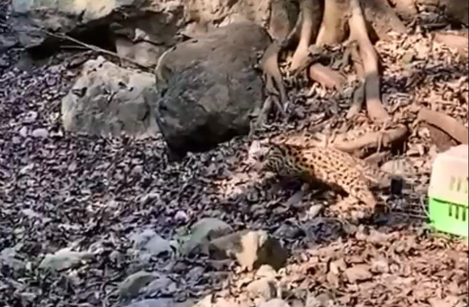 PM Imran commends Wildlife for rescuing two leopard cats