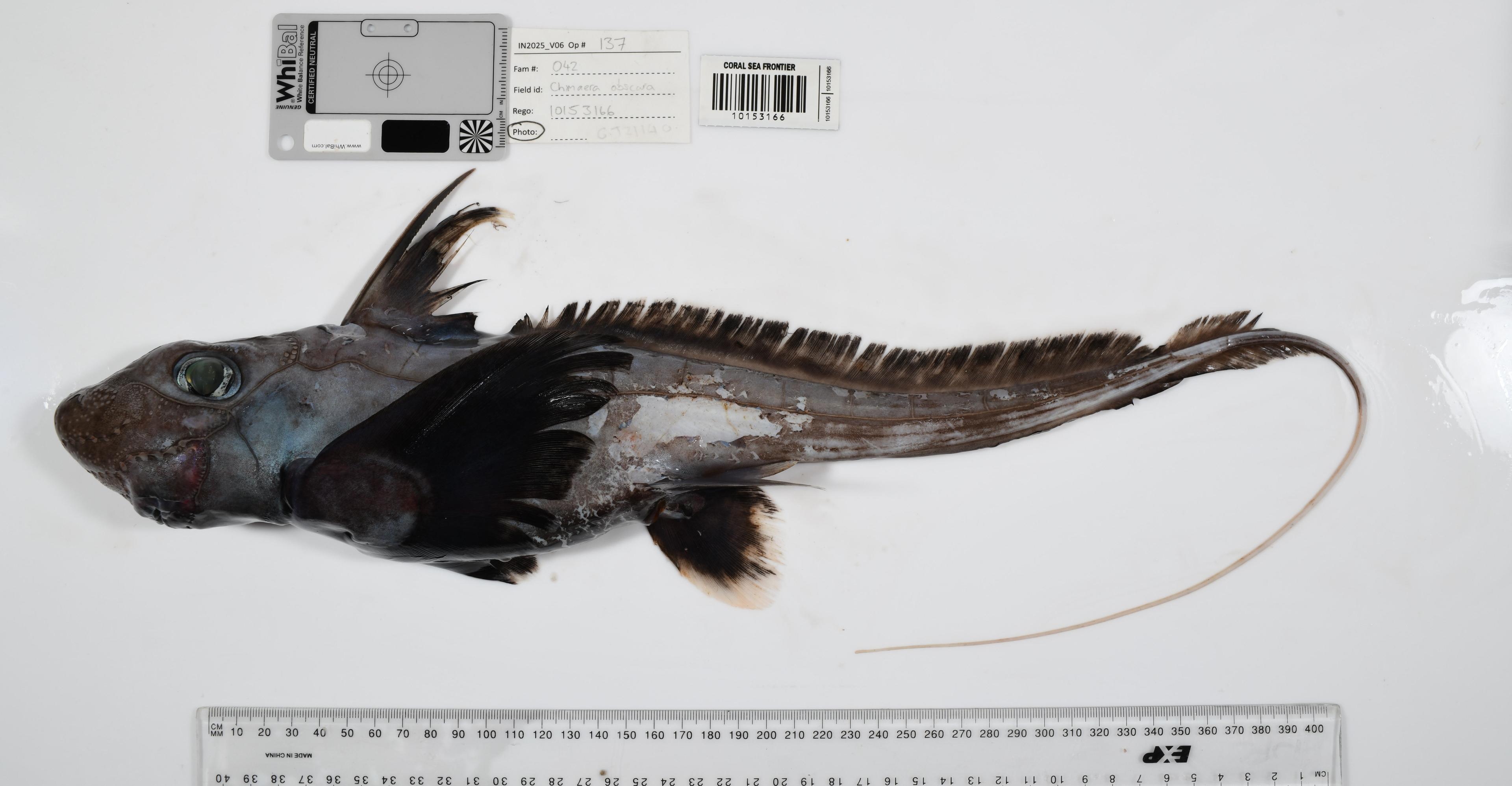 Photos reveal strange sea creatures that scientists have never seen before