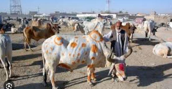 Pakistan announces three-day public holiday to mark Eidul Azha