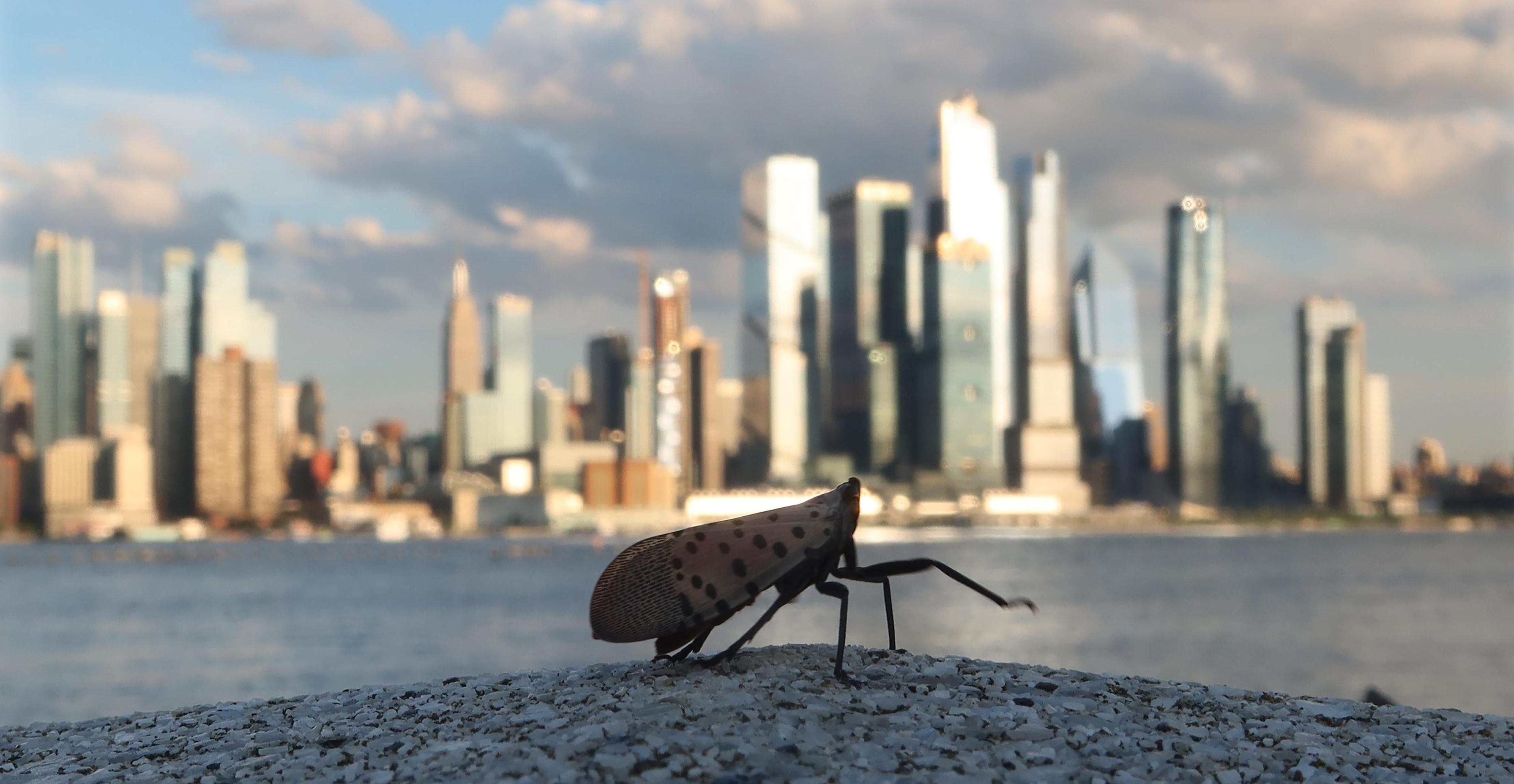 The lanternflies are here. Is it okay to stomp them?