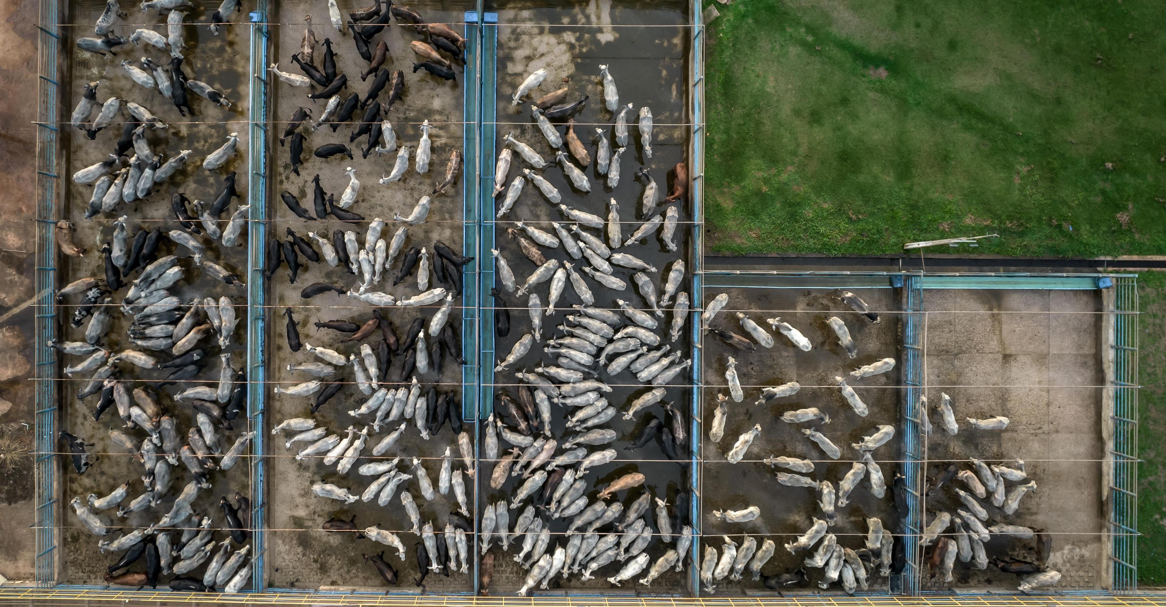 Leather is not an innocent byproduct of the meat industry
