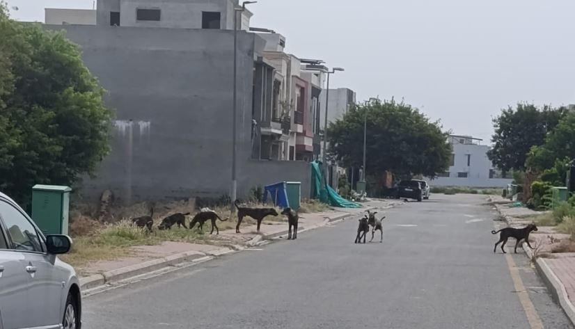 Two children mauled by stray dogs in Lahore's housing society