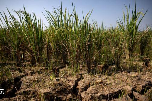 Strong El Nino could push 49 million more people into acute hunger, UN agency says