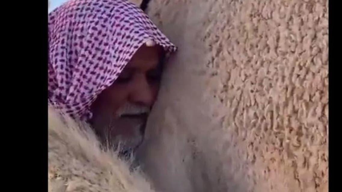 فروخت ہونے والی اونٹنی نے سابق مالک کو دیکھ کر کن جذبات کا اظہار کیا؟ ویڈیو وائرل