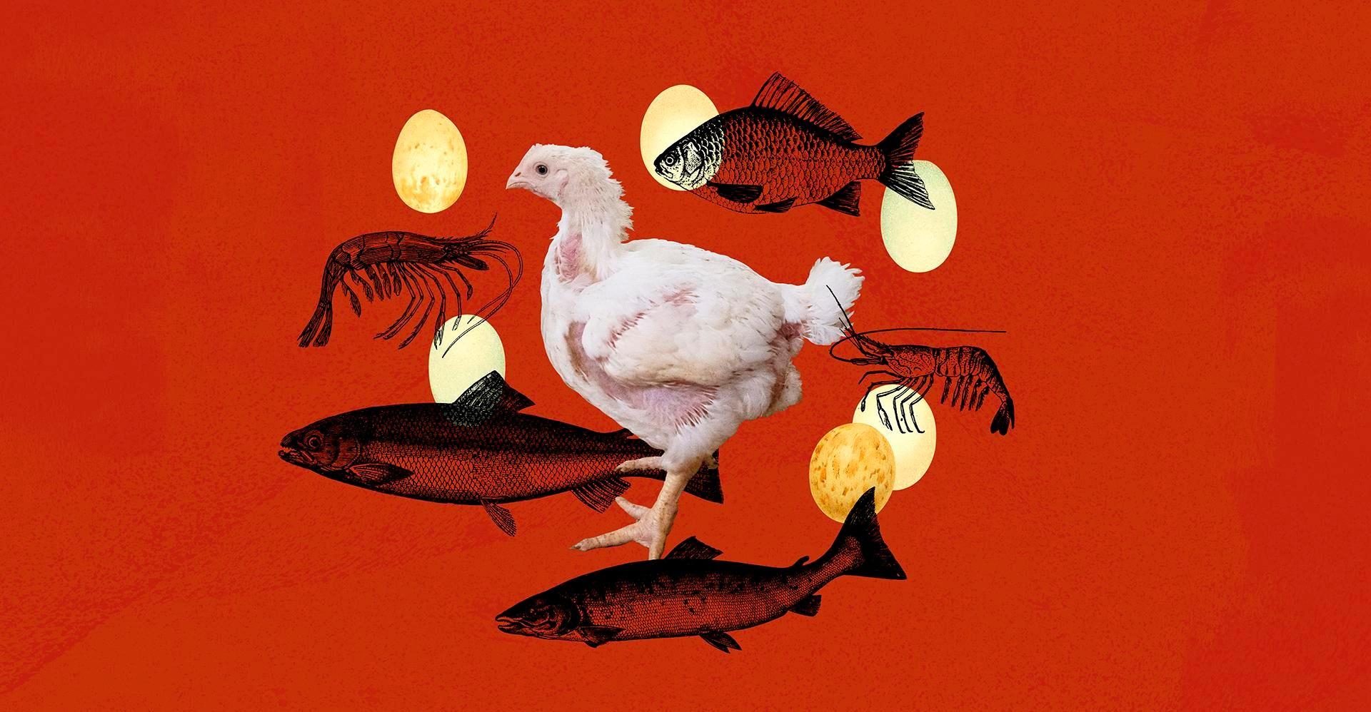 The one thing you can do to help a whole lot of animals, explained in 4 charts
