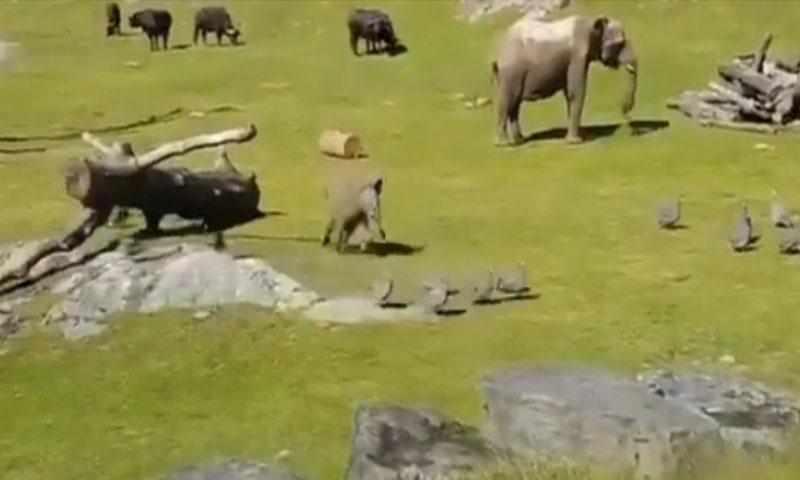 ہاتھی کے بچے کی پرندوں سے مستیاں، ویڈیو وائرل