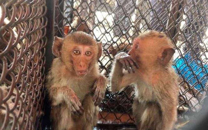 Thailand: Dozens of live monkeys found stashed in bags 