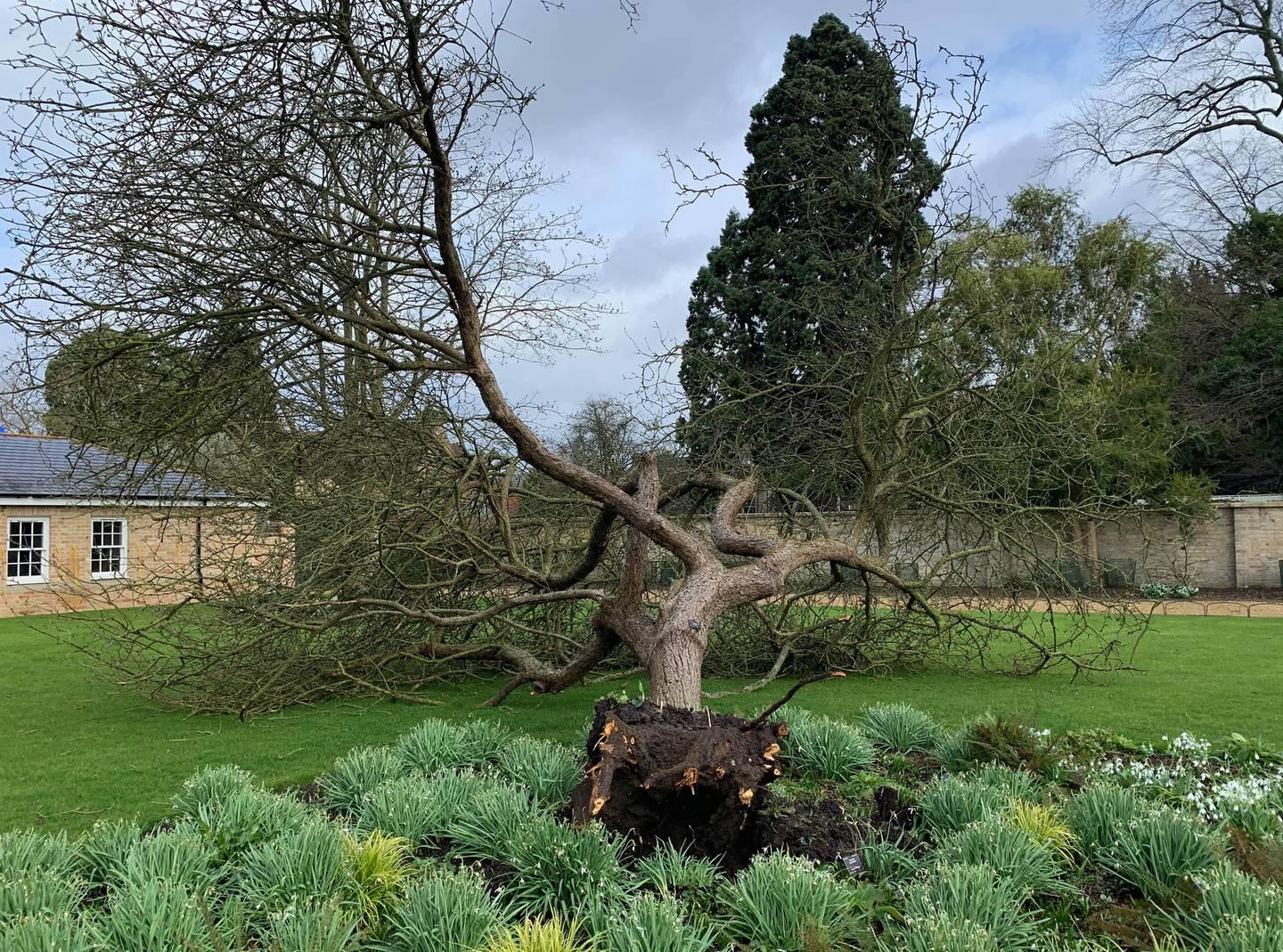 Storm Eunice blows down 'Newton's apple tree' 