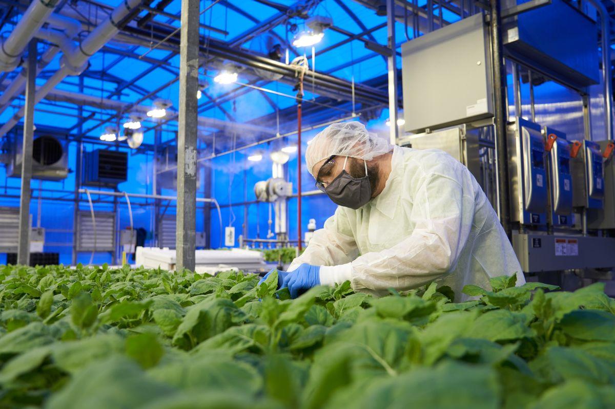 کینیڈا کورونا کیخلاف ہربل ویکسین استعمال کرنے والا پہلا ملک بن گیا