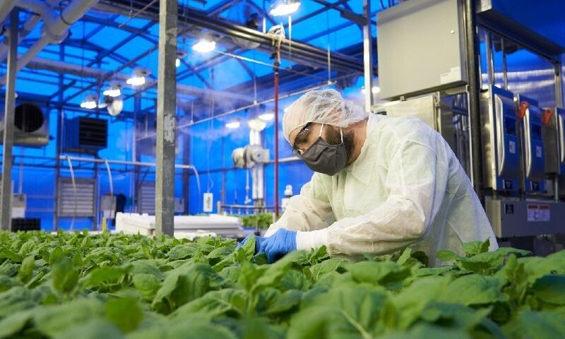 دنیا کی پہلی پودوں   سے بنی کووڈ 19 ویکسین تیار