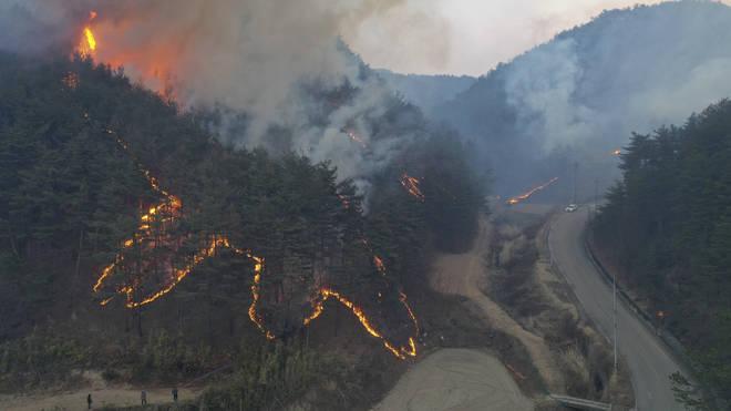 Thousands flee as South Korean wildfire destroys homes