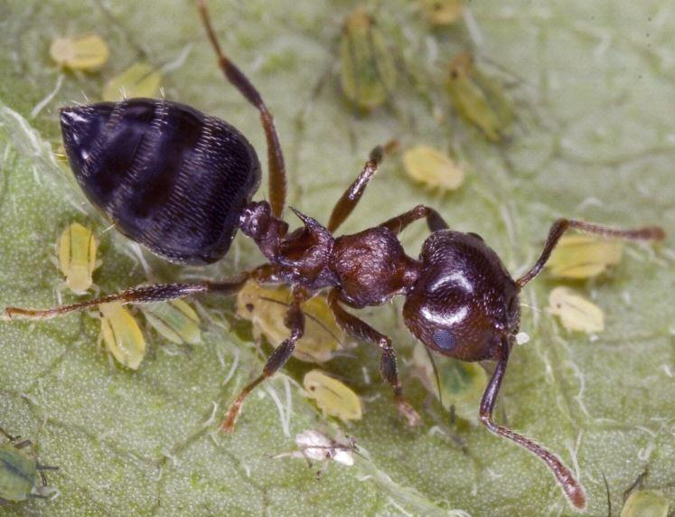 Ants can ‘sniff out’ cancer, research reveals  