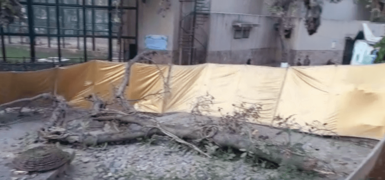 چڑیا گھر میں درخت گرنے سے بیوی جاں بحق  اور شوہر زخمی