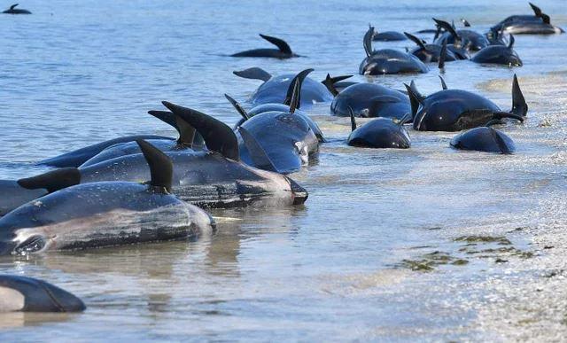 31 pilot whales die in New Zealand's "death trap" beach 