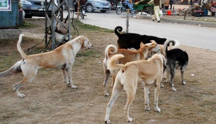 دیپال پور: آوارہ کتوں کی بھرمار، بچوں کو کاٹنا معمول بن گیا
