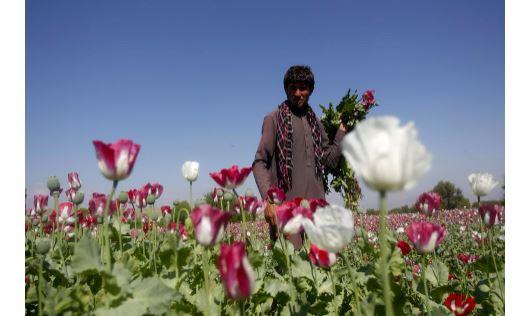 Taliban imposes ban on narcotics cultivation, including lucrative opium