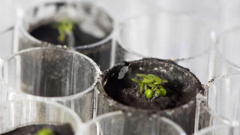 Scientists successfully grow plants in soil from the Moon