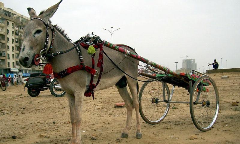 بڑھتی مہنگائی کے سبب ایئرپورٹ ملازم نے گدھا گاڑی لانے کی اجازت مانگ لی