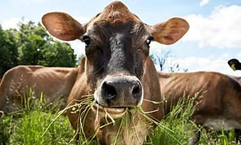بچے کو قتل کرنے کا الزام، گائے گرفتار