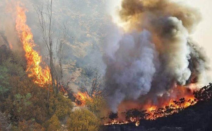 KP CM seeks report from CS over forest fires