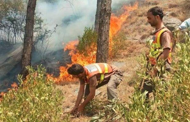 Authorities arrest two for 'setting fire' to Marghuzar forest in Swat