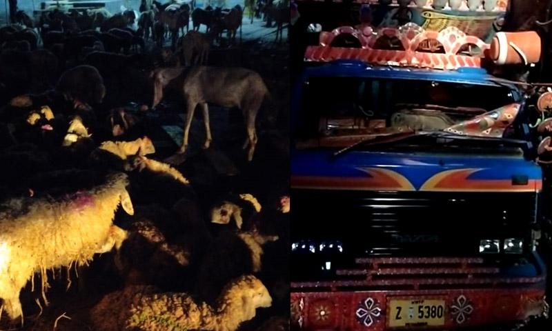 قربانی کے جانوروں سے بھرا ٹرک الٹنے سے 17 بکرے ہلاک