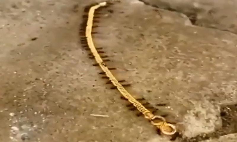 چیونٹیاں سونے کی چین لے اڑیں، ویڈیو وائرل