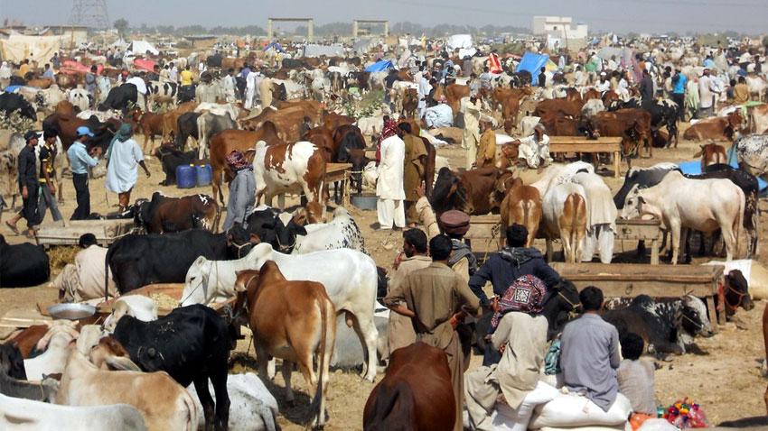 Eid-ul-Azha festivities continue across country